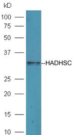 HADHSC Antibody in Western Blot (WB)