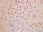 HDAC3/HD3 Antibody in Immunohistochemistry (Paraffin) (IHC (P))