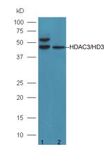 HDAC3/HD3 Antibody in Western Blot (WB)