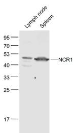 NCR1 Antibody in Western Blot (WB)