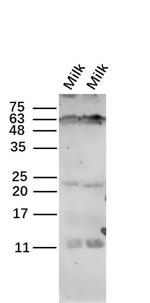 CSN3 Antibody in Western Blot (WB)