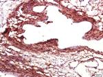 Alpha s2 Casein Antibody in Immunohistochemistry (Paraffin) (IHC (P))