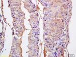 EPHA10 Antibody in Immunohistochemistry (Paraffin) (IHC (P))