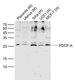 PDGF A Antibody in Western Blot (WB)