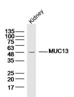 MUC13 Antibody in Western Blot (WB)