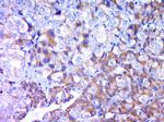 Fibrinopeptide A Antibody in Immunohistochemistry (Paraffin) (IHC (P))