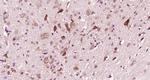 DRD2 Antibody in Immunohistochemistry (Paraffin) (IHC (P))