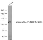 Phospho-Ron (Tyr1238, Tyr1239) Antibody in Western Blot (WB)