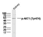 Phospho-AKT1/2/3 (Tyr474) Antibody in Western Blot (WB)