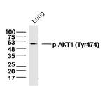 Phospho-AKT1/2/3 (Tyr474) Antibody in Western Blot (WB)