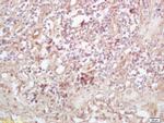 Exportin 1/CRM1 Antibody in Immunohistochemistry (Paraffin) (IHC (P))