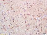 Exportin 1/CRM1 Antibody in Immunohistochemistry (Paraffin) (IHC (P))