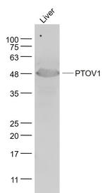 PTOV1 Antibody in Western Blot (WB)