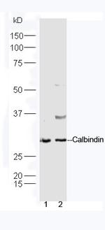 Calbindin Antibody in Western Blot (WB)