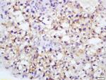Endothelial Lipase Antibody in Immunohistochemistry (Paraffin) (IHC (P))