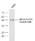 Actin Antibody in Western Blot (WB)