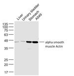 Actin Antibody in Western Blot (WB)