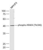 Phospho-IRAK4 (Thr345) Antibody in Western Blot (WB)