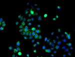 ERK1 Antibody in Immunocytochemistry (ICC/IF)