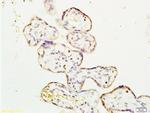 ERK1 Antibody in Immunohistochemistry (Paraffin) (IHC (P))