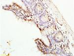 ERK1 Antibody in Immunohistochemistry (Paraffin) (IHC (P))
