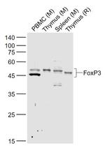 FoxP3 Antibody in Western Blot (WB)