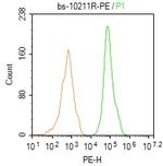 FoxP3 Antibody in Flow Cytometry (Flow)