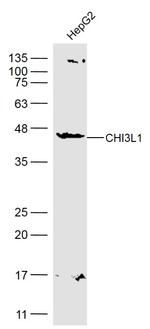 CHI3L1 Antibody in Western Blot (WB)