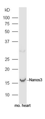 Nanos3 Antibody in Western Blot (WB)