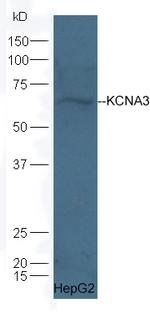 KCNA3 Antibody in Western Blot (WB)