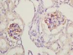 Nephrin Antibody in Immunohistochemistry (Paraffin) (IHC (P))