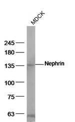 Nephrin Antibody in Western Blot (WB)
