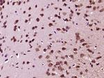 GDNF Antibody in Immunohistochemistry (Paraffin) (IHC (P))
