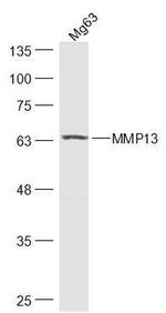 MMP13 Antibody in Western Blot (WB)