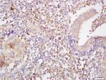 MHC class 1 Antibody in Immunohistochemistry (Paraffin) (IHC (P))
