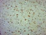 COX4 Antibody in Immunohistochemistry (Paraffin) (IHC (P))