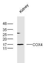 COX4 Antibody in Western Blot (WB)
