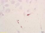 NSE Antibody in Immunohistochemistry (Paraffin) (IHC (P))