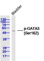 Phospho-GATA3 (Ser162) Antibody in Western Blot (WB)