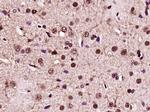 NF-L Antibody in Immunohistochemistry (Paraffin) (IHC (P))