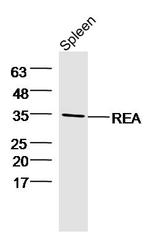 Prohibitin 2 Antibody in Western Blot (WB)