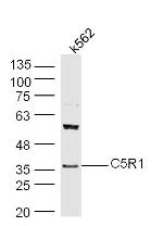 C5R1 Antibody in Western Blot (WB)