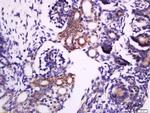 Phospho-STX1A (Ser188) Antibody in Immunohistochemistry (Paraffin) (IHC (P))