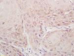DSPP Antibody in Immunohistochemistry (Paraffin) (IHC (P))
