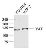 DSPP Antibody in Western Blot (WB)