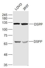 DSPP Antibody in Western Blot (WB)