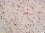 AMPK alpha-1 Antibody in Immunohistochemistry (Paraffin) (IHC (P))