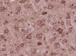 AMPK alpha-1 Antibody in Immunohistochemistry (Paraffin) (IHC (P))