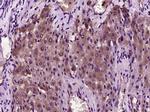 Hepcidin 25 Antibody in Immunohistochemistry (Paraffin) (IHC (P))