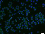 CD86 Antibody in Immunocytochemistry (ICC/IF)